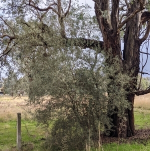 Olea europaea at Thurgoona, NSW - 17 Jul 2021