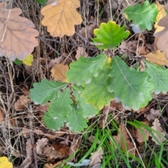 Quercus robur (English Oak) at Charles Sturt University - 16 Jul 2021 by Darcy