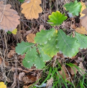 Quercus robur at Thurgoona, NSW - 17 Jul 2021