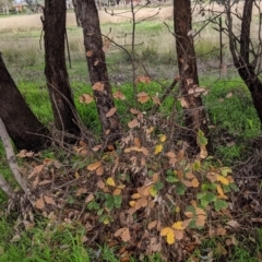 Quercus robur at Thurgoona, NSW - 17 Jul 2021