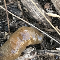 Ambigolimax nyctelia (Striped Field Slug) at Phillip, ACT - 5 Jul 2021 by Tapirlord