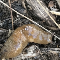 Ambigolimax sp. (valentius and waterstoni) at Phillip, ACT - 5 Jul 2021