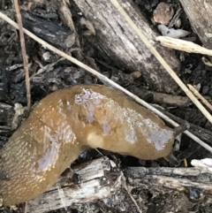 Ambigolimax sp. (valentius and waterstoni) at Phillip, ACT - 5 Jul 2021