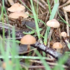 Unverified Cap on a stem; gills below cap [mushrooms or mushroom-like] at Castle Creek, VIC - 18 Jul 2021 by KylieWaldon