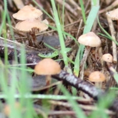 Unidentified Cap on a stem; gills below cap [mushrooms or mushroom-like] at Castle Creek, VIC - 18 Jul 2021 by KylieWaldon