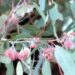 Eucalyptus leucoxylon (Yellow Gum) at Wodonga - 18 Jul 2021 by Kyliegw