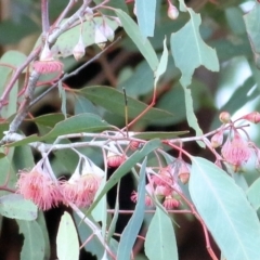 Eucalyptus leucoxylon (Yellow Gum) at Castle Creek, VIC - 18 Jul 2021 by KylieWaldon