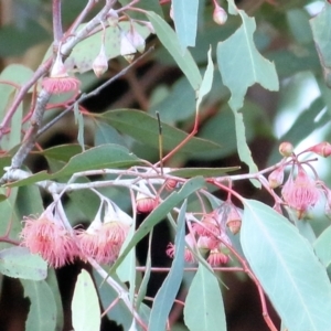 Eucalyptus leucoxylon at Castle Creek, VIC - 18 Jul 2021