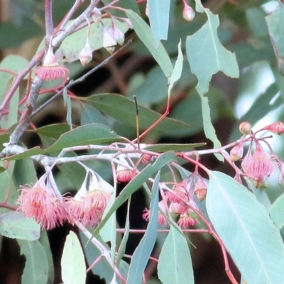 Eucalyptus leucoxylon (Yellow Gum) at WREN Reserves - 18 Jul 2021 by Kyliegw