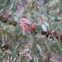 Eucalyptus leucoxylon at Castle Creek, VIC - 18 Jul 2021