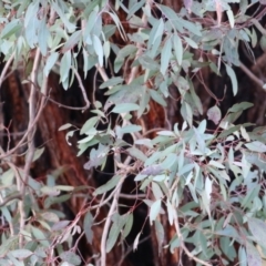 Eucalyptus leucoxylon at Castle Creek, VIC - 18 Jul 2021 10:31 AM