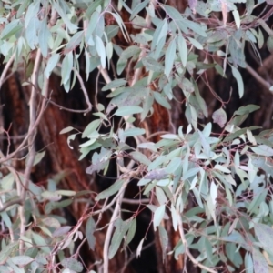 Eucalyptus leucoxylon at Castle Creek, VIC - 18 Jul 2021 10:31 AM