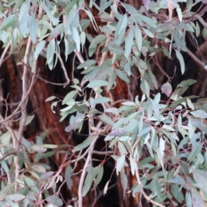 Eucalyptus leucoxylon at Castle Creek, VIC - 18 Jul 2021