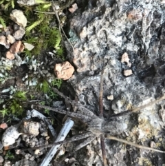 Argoctenus sp. (genus) (Wandering ghost spider) at Red Hill to Yarralumla Creek - 11 Jul 2021 by Tapirlord