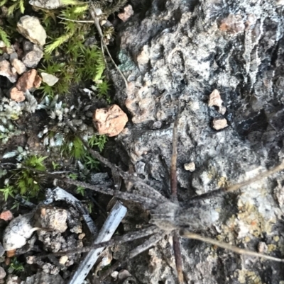 Argoctenus sp. (genus) (Wandering ghost spider) at Hughes Garran Woodland - 11 Jul 2021 by Tapirlord