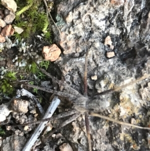 Argoctenus sp. (genus) at Garran, ACT - 11 Jul 2021 03:43 PM