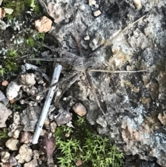 Argoctenus sp. (genus) at Garran, ACT - 11 Jul 2021 03:43 PM