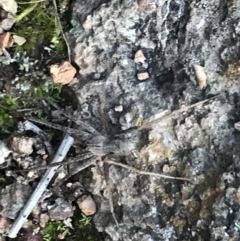 Argoctenus sp. (genus) at Garran, ACT - 11 Jul 2021 03:43 PM