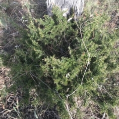 Grevillea victoriae at Hughes, ACT - 11 Jul 2021 by Tapirlord