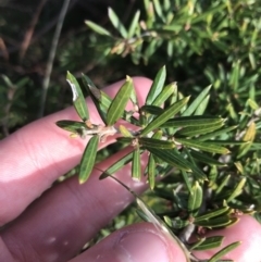 Grevillea victoriae at Hughes, ACT - 11 Jul 2021