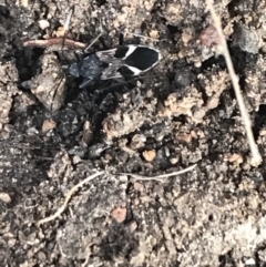 Dieuches maculicollis (Black-and-white seed bug) at Red Hill to Yarralumla Creek - 11 Jul 2021 by Tapirlord