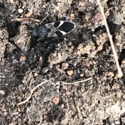 Dieuches maculicollis (Black-and-white seed bug) at Red Hill to Yarralumla Creek - 11 Jul 2021 by Tapirlord