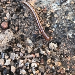 Diplopoda (class) (Unidentified millipede) at Hughes Garran Woodland - 11 Jul 2021 by Tapirlord