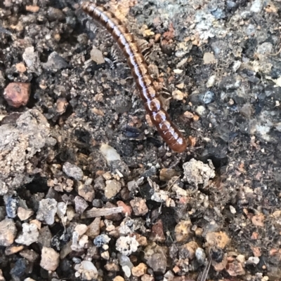 Diplopoda (class) (Unidentified millipede) at Hughes Garran Woodland - 11 Jul 2021 by Tapirlord