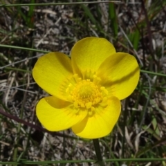 Ranunculus lappaceus (Australian Buttercup) at Top Hut TSR - 14 Nov 2020 by JanetRussell