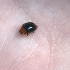 Scymnodes sp. (genus) (Unidentified Scymnodes ladybird) at Hughes, ACT - 11 Jul 2021 by Tapirlord