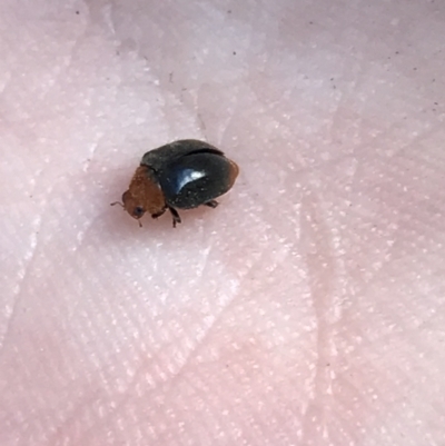 Scymnodes sp. (genus) (Unidentified Scymnodes ladybird) at Red Hill to Yarralumla Creek - 11 Jul 2021 by Tapirlord