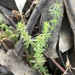 Asperula conferta (Common Woodruff) at Garran, ACT - 11 Jul 2021 by Tapirlord