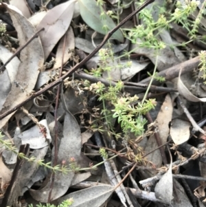 Asperula conferta at Garran, ACT - 11 Jul 2021