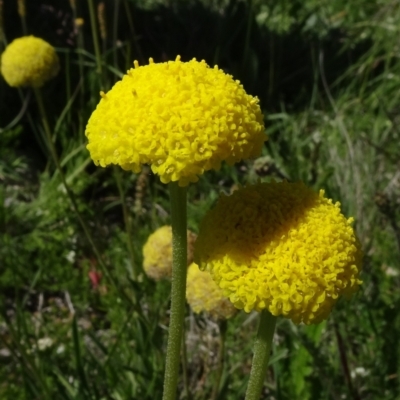 Craspedia variabilis (Common Billy Buttons) at Dry Plain, NSW - 15 Nov 2020 by JanetRussell