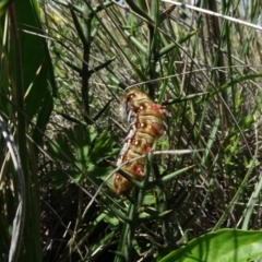 Pterolocera (genus) at Dry Plain, NSW - 15 Nov 2020