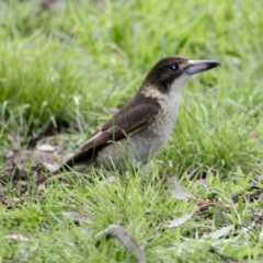 Cracticus torquatus (Grey Butcherbird) at Albury - 18 Jul 2021 by PaulF