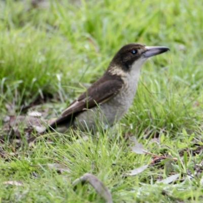Cracticus torquatus (Grey Butcherbird) at Albury - 18 Jul 2021 by PaulF