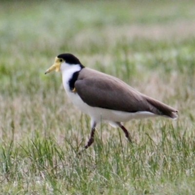 Vanellus miles (Masked Lapwing) at Albury - 18 Jul 2021 by PaulF