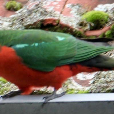 Alisterus scapularis (Australian King-Parrot) at Springdale Heights, NSW - 18 Jul 2021 by PaulF