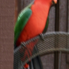 Alisterus scapularis at Springdale Heights, NSW - suppressed