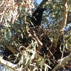 Corvus coronoides (Australian Raven) at Griffith, ACT - 18 Jul 2021 by RobParnell