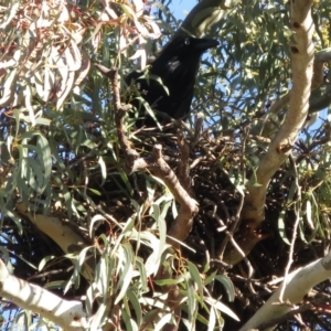 Corvus coronoides at Griffith, ACT - 18 Jul 2021