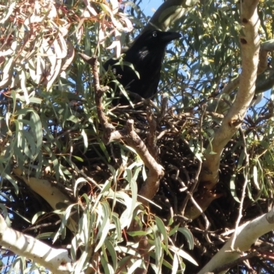 Corvus coronoides (Australian Raven) at Griffith, ACT - 17 Jul 2021 by RobParnell