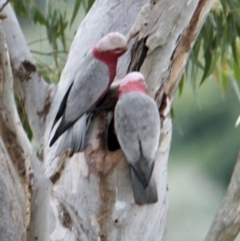 Eolophus roseicapilla (Galah) at Albury - 18 Jul 2021 by PaulF