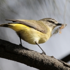 Acanthiza chrysorrhoa (Yellow-rumped Thornbill) at Monash, ACT - 18 Jul 2021 by RodDeb