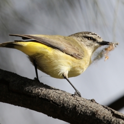 Acanthiza chrysorrhoa (Yellow-rumped Thornbill) at Isabella Pond - 18 Jul 2021 by RodDeb