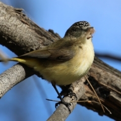 Acanthiza chrysorrhoa at Monash, ACT - 18 Jul 2021