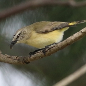 Acanthiza chrysorrhoa at Monash, ACT - 18 Jul 2021