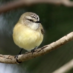 Acanthiza chrysorrhoa at Monash, ACT - 18 Jul 2021