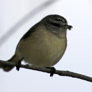 Acanthiza chrysorrhoa at Monash, ACT - 18 Jul 2021